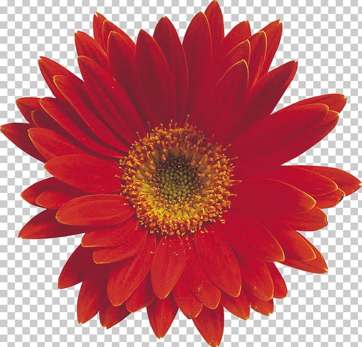 Artificial Flower Desktop PNG, Clipart, Annual Plant, Artificial Flower, Blanket Flowers, Blume, Chrysanths Free PNG Download