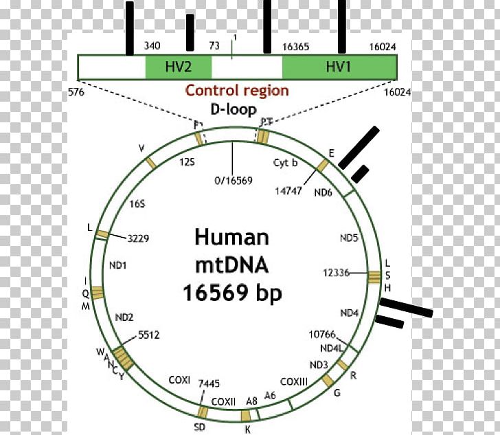D-loop Line Point Mitochondrial DNA Angle PNG, Clipart, Angle, Area, Art, Circle, Diagram Free PNG Download