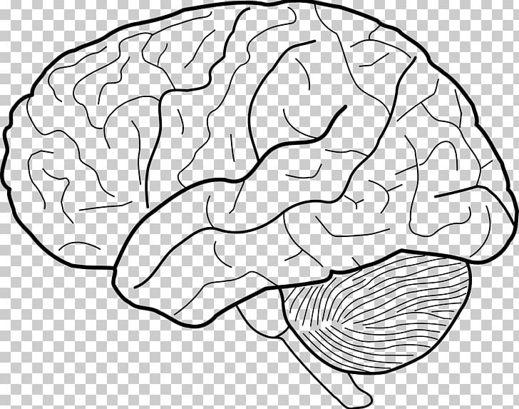 Drawing Human Brain PNG, Clipart, Anatomy, Area, Art, Black And White, Brain Free PNG Download