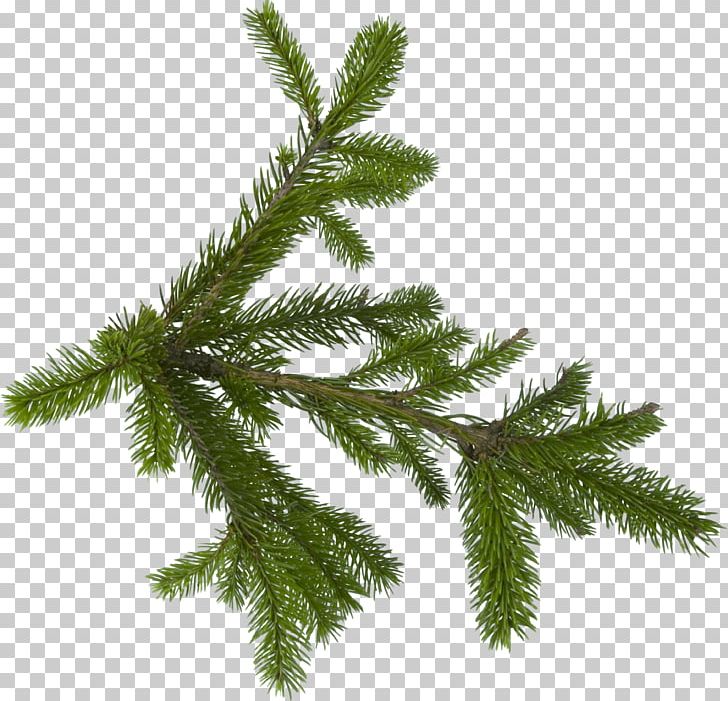 Fir Pine Tree PNG, Clipart, Branch, Christmas Ornament, Christmas Tree, Conifer, Cypress Family Free PNG Download