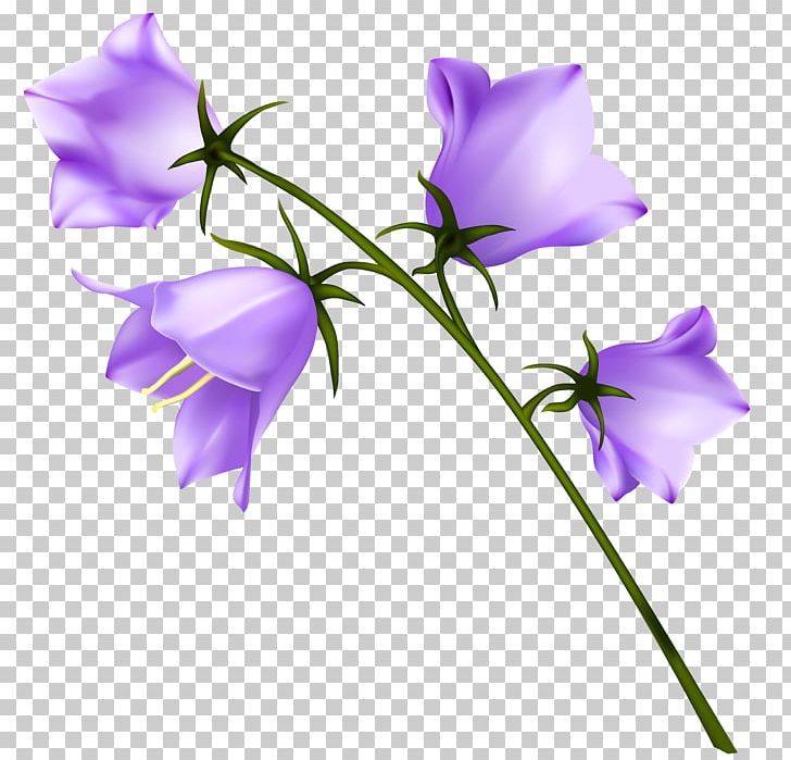 Flower Purple PNG, Clipart, Bellflowers, Campanula, Campanula Carpatica, Campanula Persicifolia, Clipart Free PNG Download