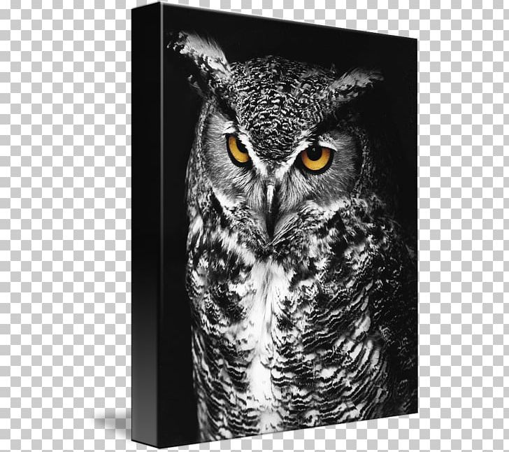 Great Horned Owl Bird Of Prey Black And White PNG, Clipart, Beak, Bird, Bird Of Prey, Black, Black And White Free PNG Download
