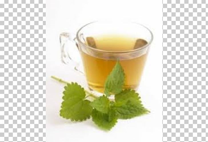 Green Tea Common Nettle Food Herbal Tea PNG, Clipart, Allergy, Catechin, Cup, Drink, Earl Grey Tea Free PNG Download