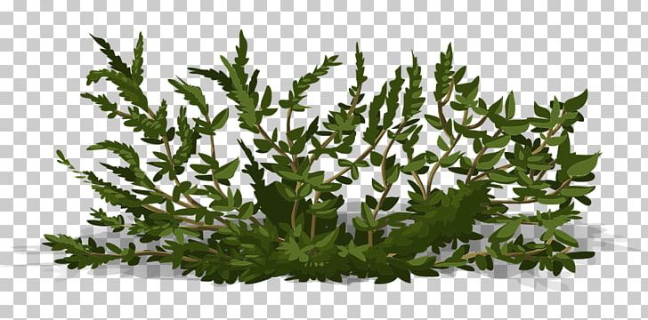 Shrub Tree PNG, Clipart, Animation, Branch, Bush, Cut Flowers, Download Free PNG Download