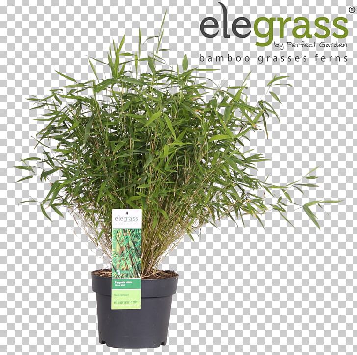 Grasses Fargesia Murielae Bamboo Garden Flowerpot PNG, Clipart,  Free PNG Download