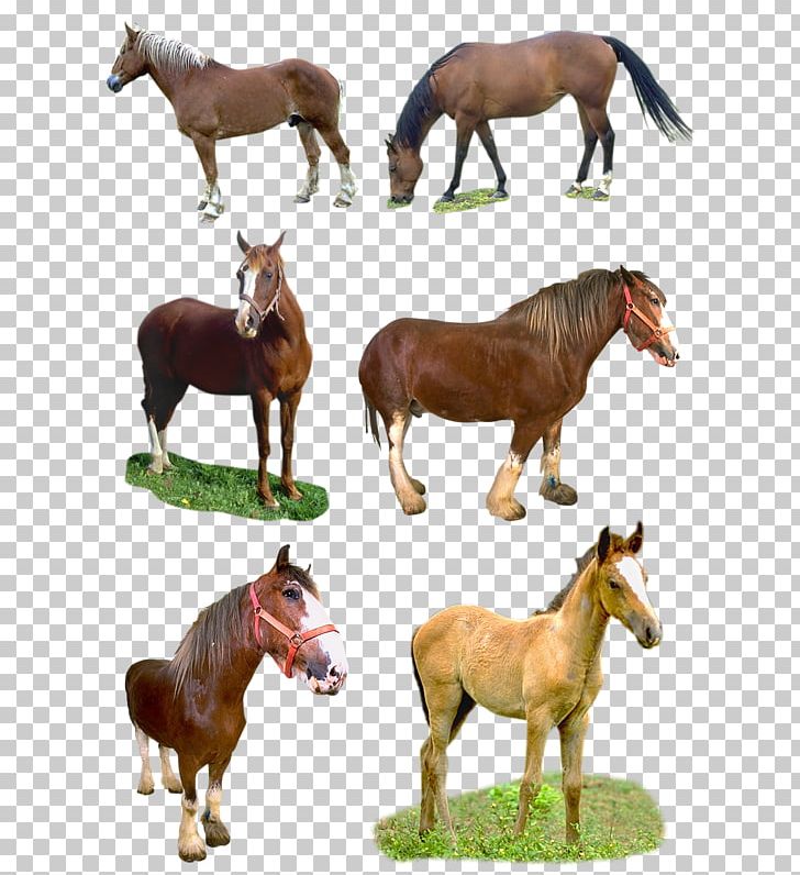 Mare Mustang Foal Stallion Pony PNG, Clipart, Animal Figure, Fauna, Foal, Halter, Horse Free PNG Download