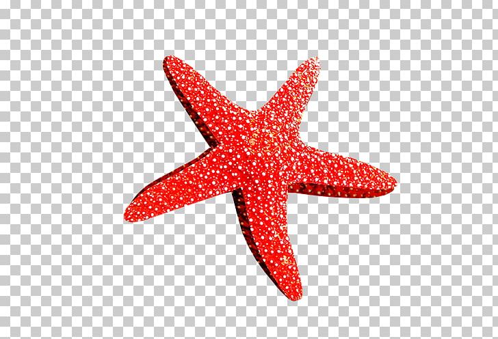 Starfish Sea PNG, Clipart, Animals, Basket Star, Beautiful Starfish, Brittle Star, Cartoon Starfish Free PNG Download