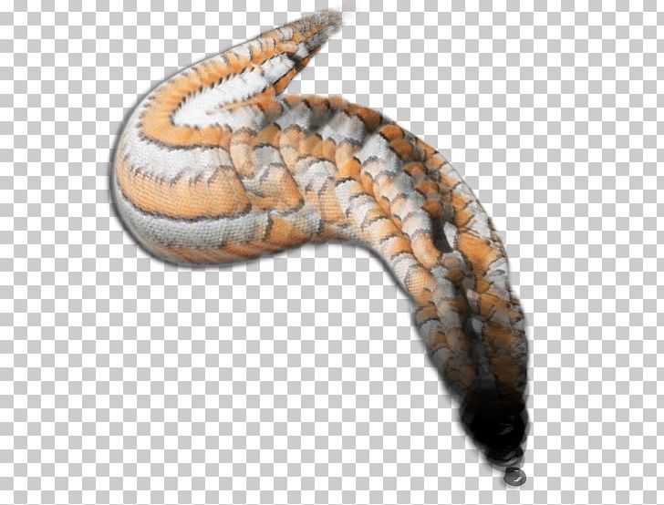 Western Hognose Snake Kingsnakes Terrestrial Animal PNG, Clipart, Animal, Animals, Dragon, Hognose Snake, Kingsnake Free PNG Download