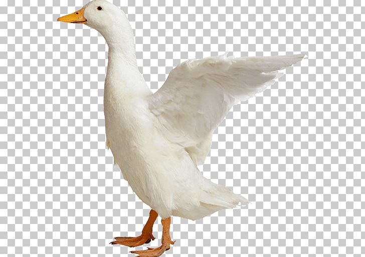 Duck Bird PNG, Clipart, Animals, Beak, Bird, Computer Icons, Domestic Goose Free PNG Download