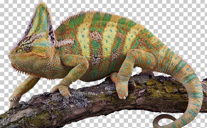 Veiled Chameleon Lizard Veterinarian Pet PNG, Clipart, African Chameleon, Animal, Animals, Chamaeleo, Chameleon Free PNG Download