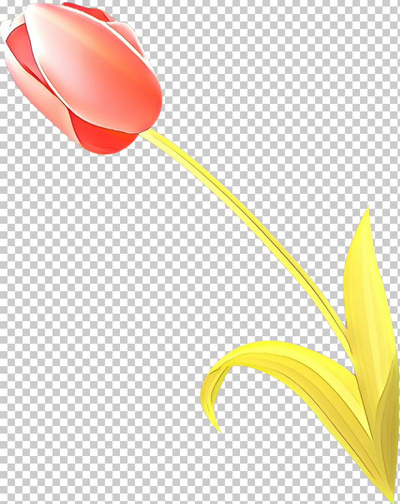Yellow Tulip Flower Plant Lily Family PNG, Clipart, Flower, Lily Family, Petal, Plant, Recreation Free PNG Download
