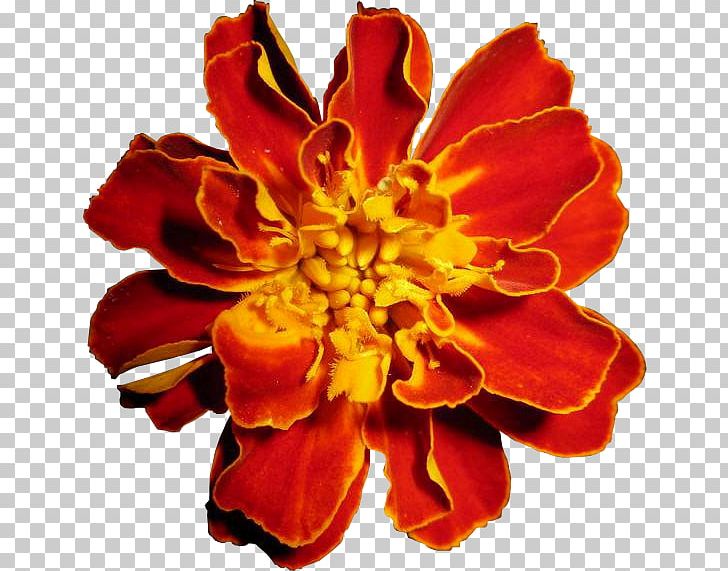 Marigold Cut Flowers Tea Petal PNG, Clipart, Author, Child, Cut Flowers, Flower, Flowering Plant Free PNG Download