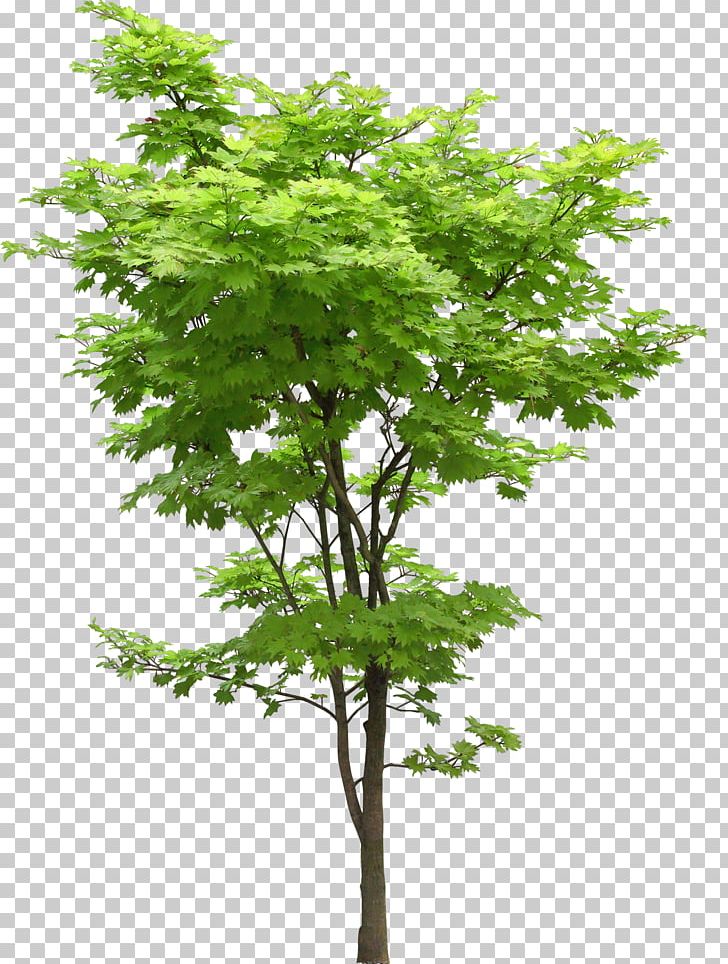 Tree Oak Japanese Maple Acer Truncatum Plant PNG, Clipart, Acer Oliverianum Var Nakaharai, Acer Truncatum, Branch, Forest, Giant Sequoia Free PNG Download