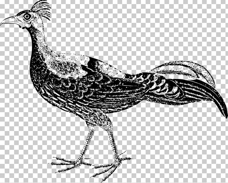 Bird Pheasant Drawing PNG, Clipart, Animals, Beak, Bird, Black And White, Chicken Free PNG Download