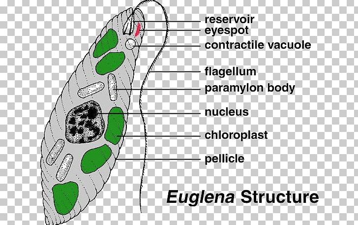 Euglena Cell Protist Diatom Algae PNG, Clipart, Algae, Angle, Area, Cell, Chloroplast Free PNG Download