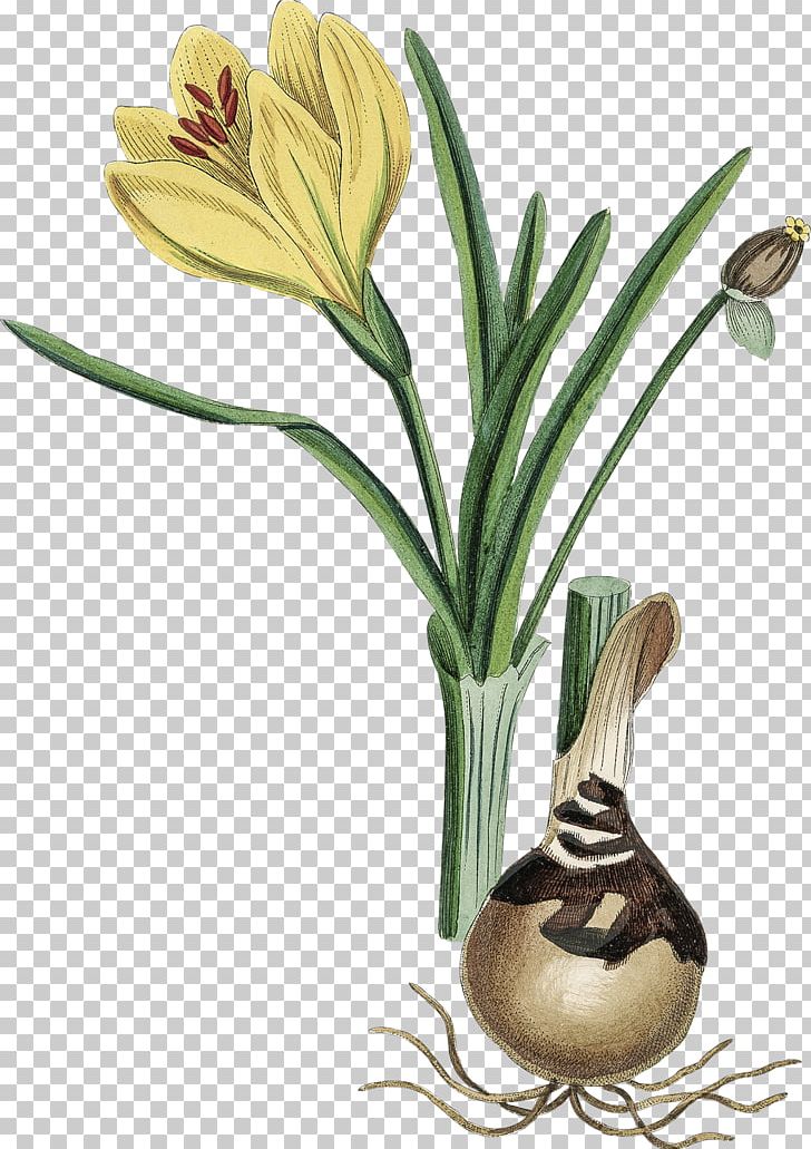 Sternbergia Lutea Flowering Plant Daffodil Bulb Photography PNG, Clipart, Autumn, Bulb, Daffodil, Floral Design, Floristry Free PNG Download
