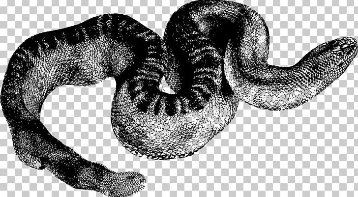 Coral Reef Snakes The Voyage Of The Beagle Reptile PNG, Clipart, Animal, Animals, Black And White, Cartoon, Computer Icons Free PNG Download
