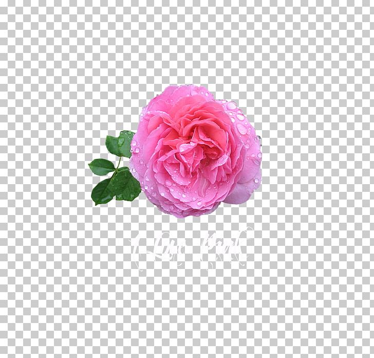Garden Roses Cabbage Rose Rose Water Damask Rose PNG, Clipart, Aroma, Artificial Flower, Bourbon Rose, Cabbage Rose, Cut Flowers Free PNG Download