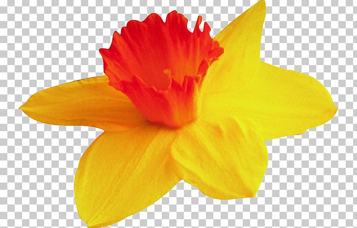 Narcissus Yellow PNG, Clipart, Amaryllis Family, Daffodil, Daylily, Flower, Flowering Plant Free PNG Download