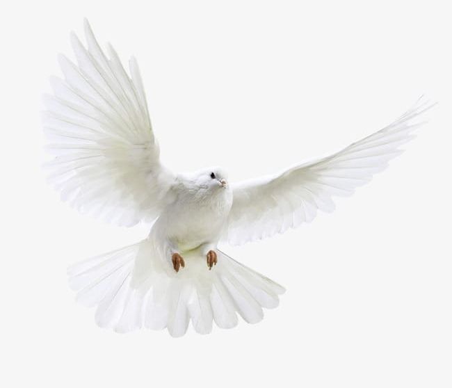 Peace Dove PNG, Clipart, Animal, Animal Wing, Backgrounds, Beak, Bird Free PNG Download