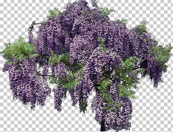 Tree Shrub PNG, Clipart, Android, Flower, Flowerpot, Herb, Lilac Free PNG Download