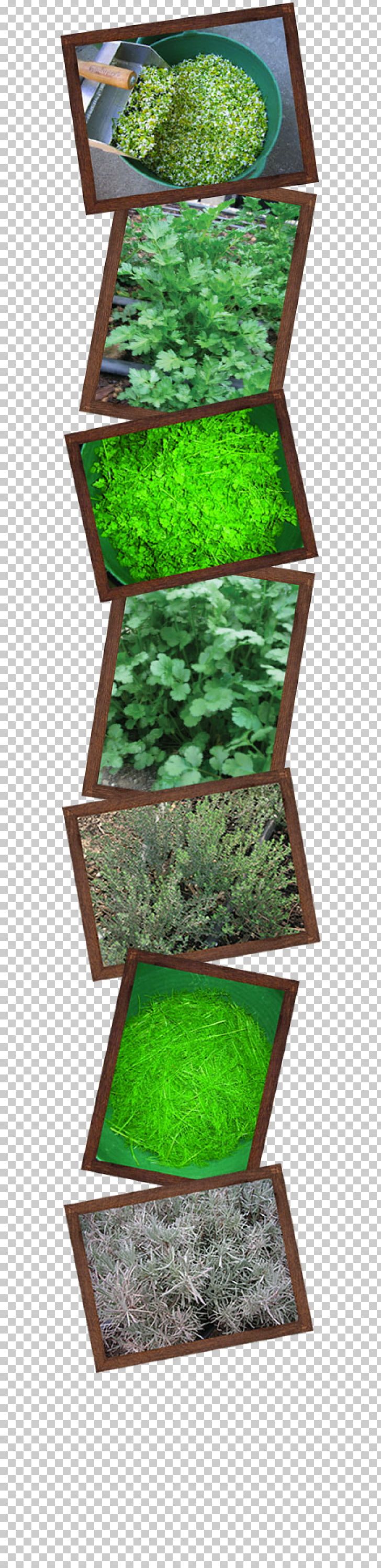 Oregano Herb Organic Food Spice Marjoram PNG, Clipart, Anise, Calendula Officinalis, Farmer, Food Drying, Grass Free PNG Download
