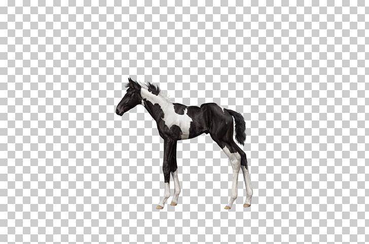 Stallion Foal Mustang Colt Mare PNG, Clipart, Ballotade, Black And White, Colt, Foal, Halter Free PNG Download