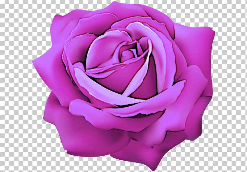 Garden Roses PNG, Clipart, Flower, Garden Roses, Hybrid Tea Rose, Lavender, Petal Free PNG Download