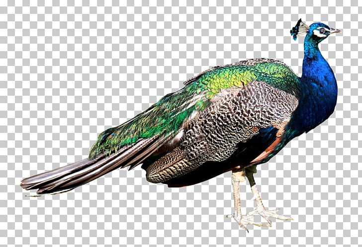 Bird Peafowl PNG, Clipart, Animals, Asiatic Peafowl, Beak, Bird, Clip Art Free PNG Download