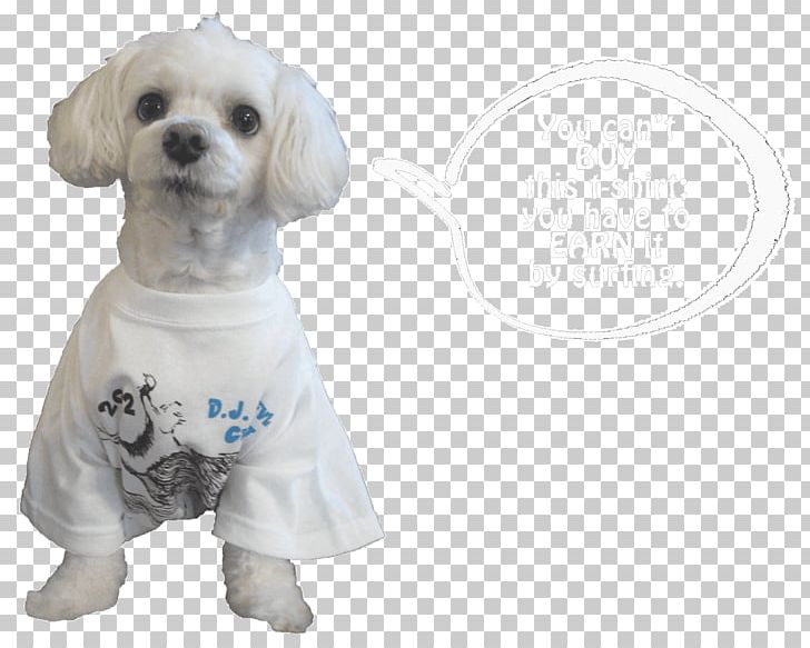 Dog Breed Maltese Dog Puppy Love Companion Dog PNG, Clipart, Animals, Bing Innovations, Breed, Carnivoran, Clothing Free PNG Download