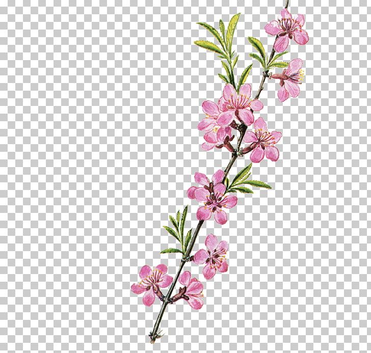 Flower Floral Design PNG, Clipart, Blossom, Branch, Cartoon, Cherry Blossom, Cut Flowers Free PNG Download