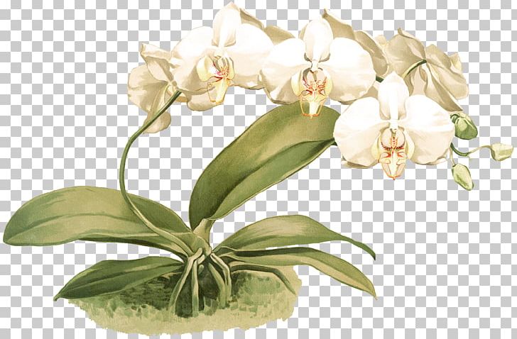 Reichenbachia: Orchids Illustrated And Described Phalaenopsis Amabilis Cut Flowers Cattleya Orchids PNG, Clipart, Botanical Illustration, Cattleya, Cattleya Orchids, Cut Flowers, Described Free PNG Download