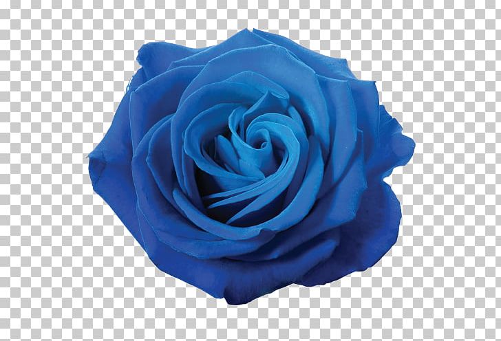 Blue Rose Flower PNG, Clipart, Blue, Blue Rose, Clip Art, Cobalt Blue, Cut Flowers Free PNG Download
