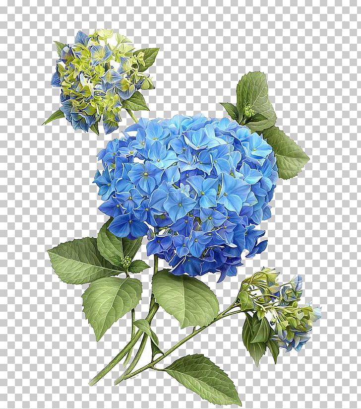 French Hydrangea Botanical Illustration Flower Painting PNG, Clipart, Art, Blue, Botanical Illustration, Botany, Cornales Free PNG Download