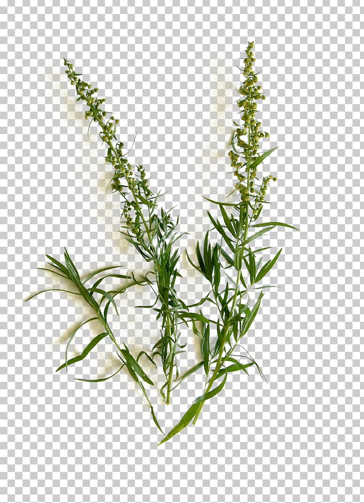 Tarragon French Cuisine Organic Food Herb Caraway PNG, Clipart, Caraway, Cooking, Essential Oil, Fennel, Food Free PNG Download