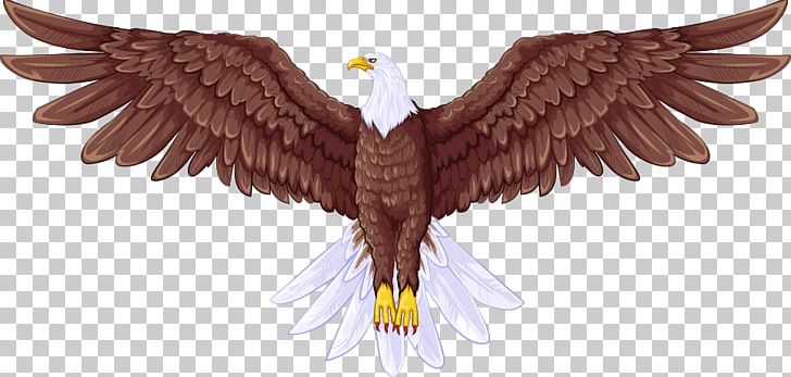 Bald Eagle Drawing Illustration PNG, Clipart, Accipitriformes, Animals, Art, Bald Eagle, Beak Free PNG Download