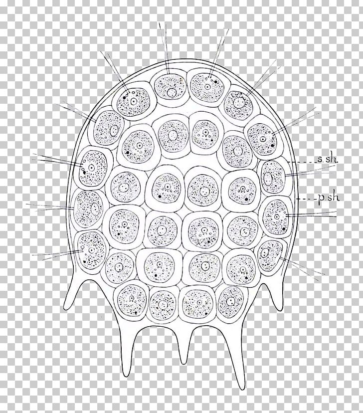 Product Design Visual Arts /m/02csf Drawing PNG, Clipart, Algae, Art, Circle, Drawing, Genus Free PNG Download