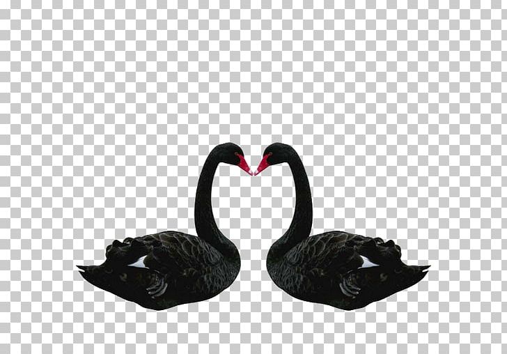 The Black Swan: The Impact Of The Highly Improbable Bird PNG, Clipart, Anatidae, Animals, Beak, Black Swan Png, Black Swan Theory Free PNG Download
