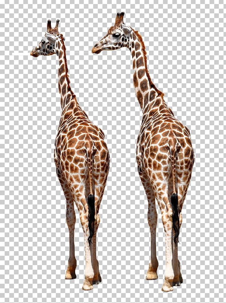 Reticulated Giraffe Okapi Giraffe Family African Wild Dog Northern Giraffe PNG, Clipart, Animal, Animals, Ecology, Elephant, Fauna Free PNG Download