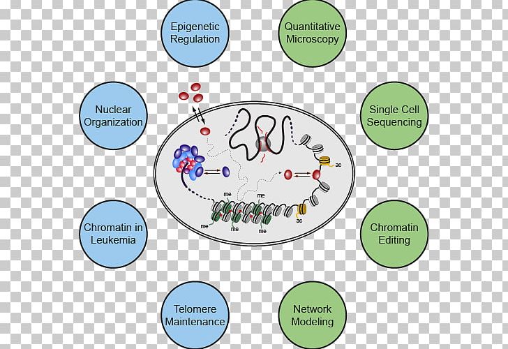 Chromatin Research Organism Human Behavior PNG, Clipart, Area, Behavior, Cancer, Cancer Research, Cartoon Free PNG Download