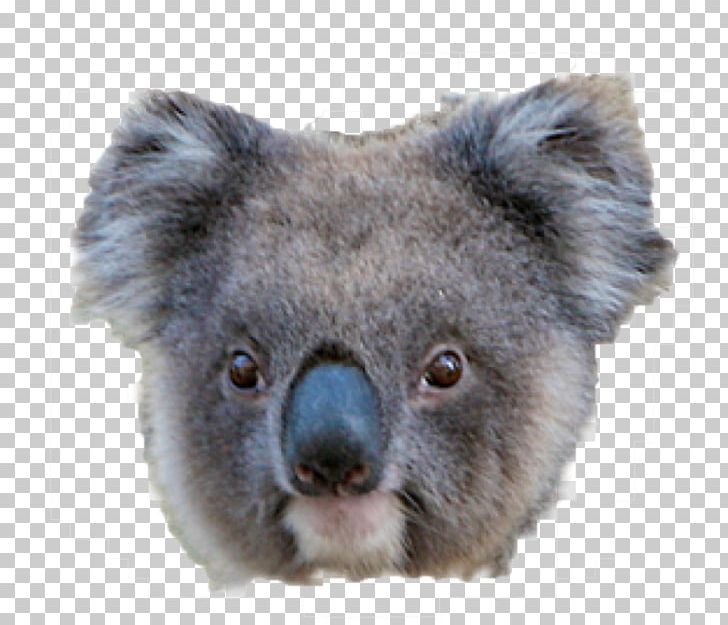 Koala American Black Bear Giant Panda PNG, Clipart, American Black Bear, Animals, Bear, Black And White, Com Free PNG Download