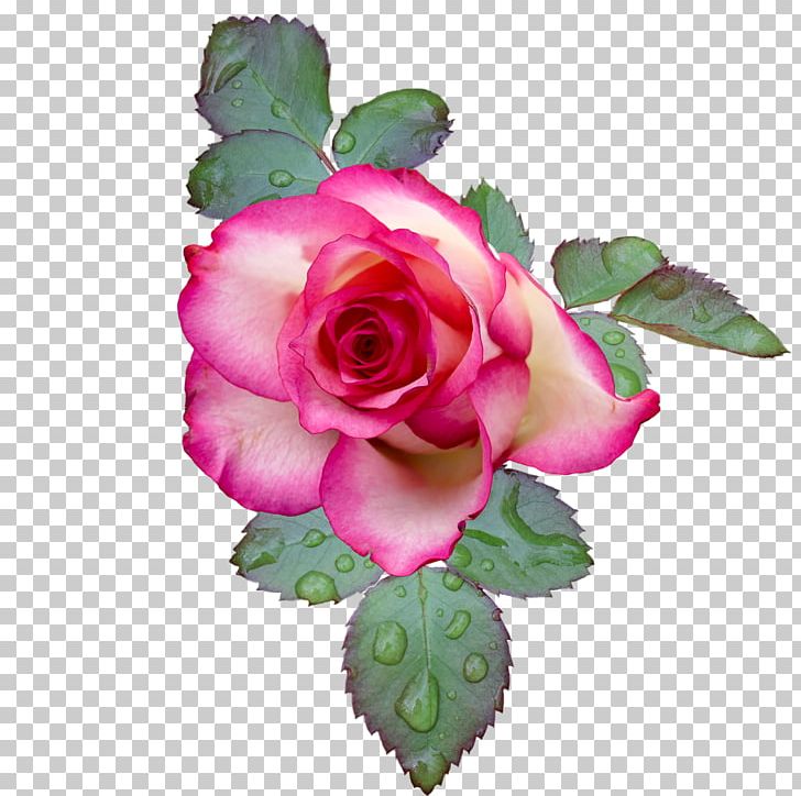 Garden Roses Flower Pink PNG, Clipart, Cut Flowers, Fleur, Floral Design, Floribunda, Flower Free PNG Download