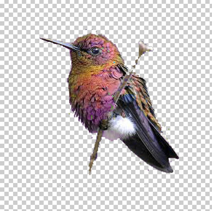 Hummingbird Blue-tailed Emerald South America Animal PNG, Clipart, Animals, Annas Hummingbird, Beak, Bird, Bird Cage Free PNG Download