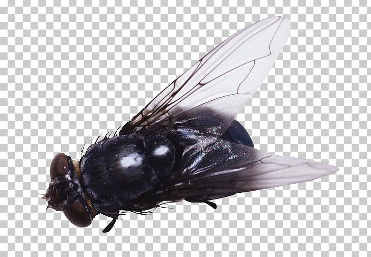 Insect Fly PNG, Clipart, 3d Animation, Animation, Anime Character, Anime Eyes, Anime Girl Free PNG Download