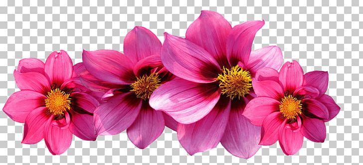 Pink Flowers Rose Dahlia PNG, Clipart, Annual Plant, Bahce, Cosmos, Cut Flowers, Dahlia Free PNG Download