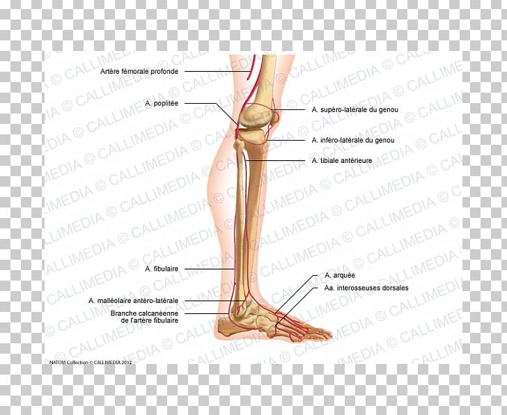 Thumb Foot Human Leg Knee Thigh PNG, Clipart, Anatomy, Angle, Arcuate Arteries Of The Kidney, Arm, Artery Free PNG Download