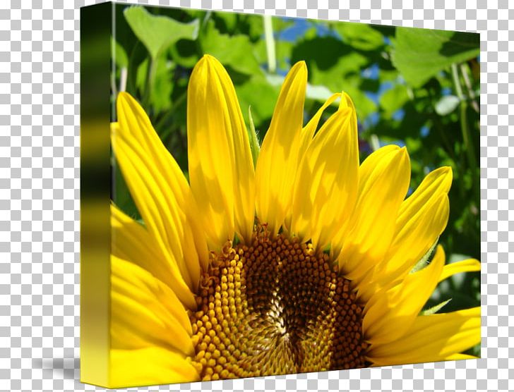 Art Zazzle Sunflower Seed Secretary PNG, Clipart, Administrative Assistant, Antique, Art, Bee, Daisy Family Free PNG Download