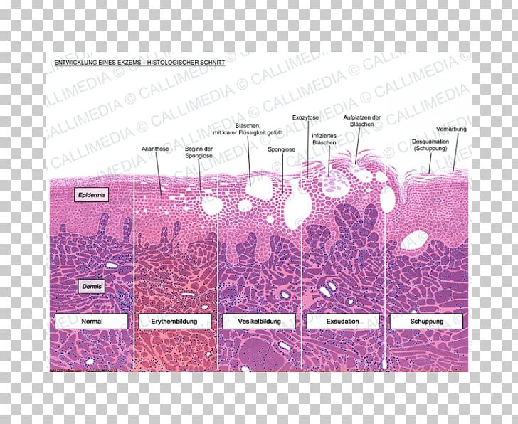 skin histology diagram