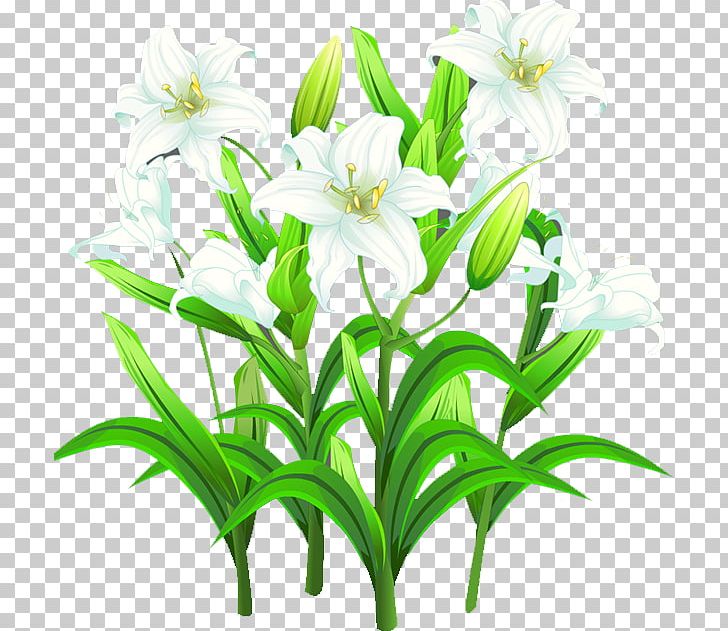 Lilium Template PNG, Clipart, Calla Lily, Color, Cut Flowers, Decoration, Download Free PNG Download