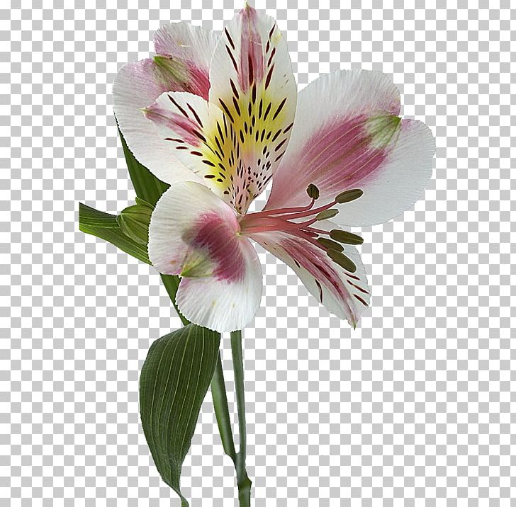Lily Of The Incas Flower Lilium Rhizome Alstroemeria Ligtu PNG, Clipart, Alstroemeria, Alstroemeriaceae, Blossom, Cut Flowers, Flower Free PNG Download